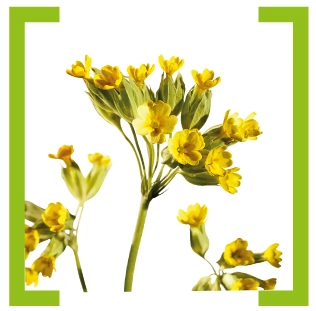 Первоцвет, или примула, (Primula veris)